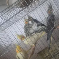 طوطی عروس هلندی