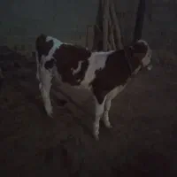 خریدار واقعی تماس|حیوانات مزرعه|مراوه, |دیوار