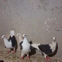 چهارتا جوجه پشت گراف درجه یک زات دار زرنگ  درشت