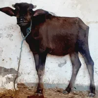 گاو یا گوساله گاومیش جنس درجه یک شیری|حیوانات مزرعه|اهواز, الهائی|دیوار
