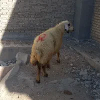 میش چاق چپر و ۳تا بره