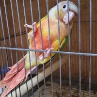 مولد سانچیک و اناناسی رد|پرنده|تهران, دانشگاه شریف|دیوار