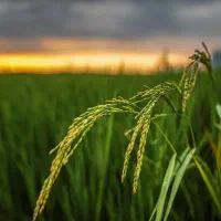 فروش زمین شالی متراژ یک تا ۲۰ هکتار