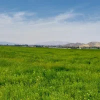 فروش-زمین-تیون