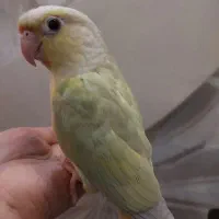 طوطی مونچیک سانچیک رد چیک راهب گرینچیک