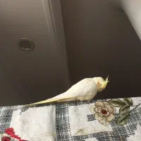 عروس هلندی|حیوانات|قم, چهل درخت‎|دیوار