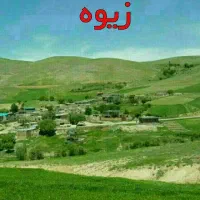 خریدار گردو سوزنی متوسط درجه یک