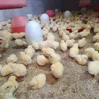 جوجه گوشتی راس۳۰۸ آمل تضمینی/خانه طیور