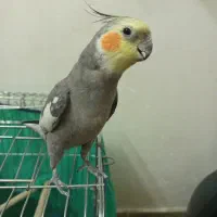 ‌پرنده عروس هلندی