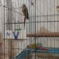 گرینچک مولد ضمانتی|پرنده|ایرانشهر, |دیوار