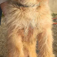 واگذاری اشپیتز تریر