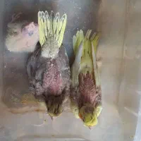 جفت عروس هلندی|پرنده|بردسکن, |دیوار