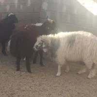 فروش بره چاق|حیوانات مزرعه|بختگان, |دیوار