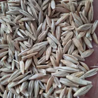 جو دیمی|عمده‌فروشی|فیروزآباد (لرستان), |دیوار