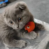 گربه اسکاتیش فولد