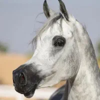 خرید و فروش تخصصی اسب عرب|اسب و تجهیزات اسب‌سواری|اراک, |دیوار