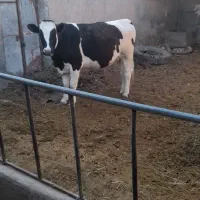 حیوانات مزرعه