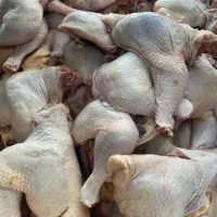 سینه ران بال کتف به قیمت عمده