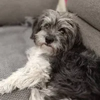 گمشده|سگ|کوهدشت, |دیوار