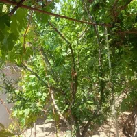 رهن کامل ۵۰۰ متر باغ فول(کلاته)