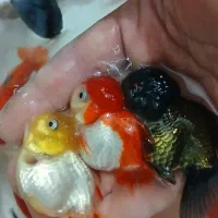 گلدفیش گرید AA (عمده)