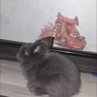 خرگوش|موش و خرگوش|قزوین, |دیوار