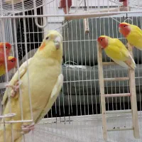طوطی برزیلی با عروس هلندی با قفس پرنده کامل|پرنده|تهران, پردیسان|دیوار