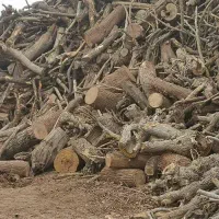 خریدار انواع چوب هیزمی|خدمات باغبانی و درختکاری|کاشان, دشت لتحر|دیوار