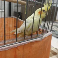 عروس هلندی ماده لوتینو