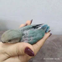 جوجه طوطی برزیلی
