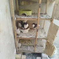کبوتر ساده