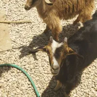 دو کهره نر و ماده اصیل ترکی