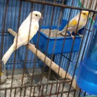 چندتا قناری