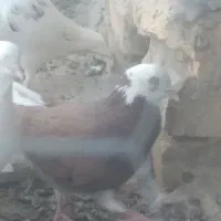 گرفتنی|پرنده|نیمروز, |دیوار