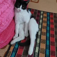 گربه گمشده