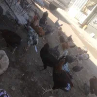 وارگ وکلشیر کوردی|حیوانات مزرعه|حمیل, |دیوار