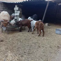 یک قوچ و چهار تا بز|حیوانات مزرعه|شادگان, |دیوار