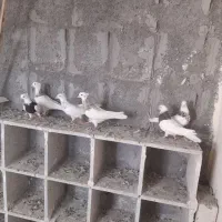 کبوتر طوقی هفت رنگ