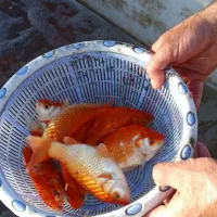 ماهی قرمز و ماهی کوی