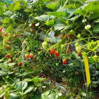 سرمایه‌گذاری