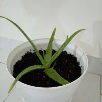 گل الووئورا