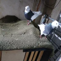 کبوتر طوقی|پرنده|شیراز, تحویلی|دیوار