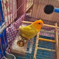 طوطی کوتوله برزیلی|پرنده|اهر, |دیوار