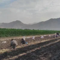 سرکارگر.لوبیا.افتاب گردان .سیبب پیاز.باقیمت پایین|خدمات باغبانی و درختکاری|کرمانشاه, |دیوار