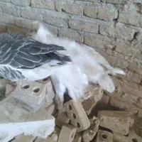 غاز|حیوانات مزرعه|مشهد, موعود|دیوار