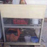 قفس مرغ|لوازم جانبی حیوانات|بروجن, |دیوار