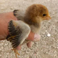 جوجه محلی اصل تضمینی