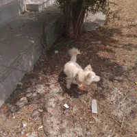 پاکوتاه  ماده