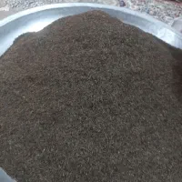 زیره کلات