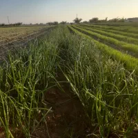 ۲کیلو نشا  پیاز زرد فروشی|گل و گیاه طبیعی|عنبرآباد, |دیوار